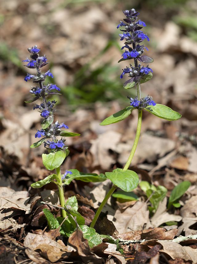 Ajuga reptans (Lamiaceae)